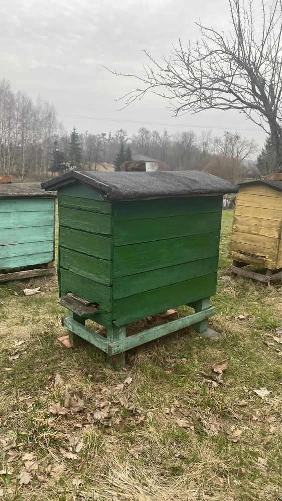 Ule warszawskie poszerzane z pszczolami