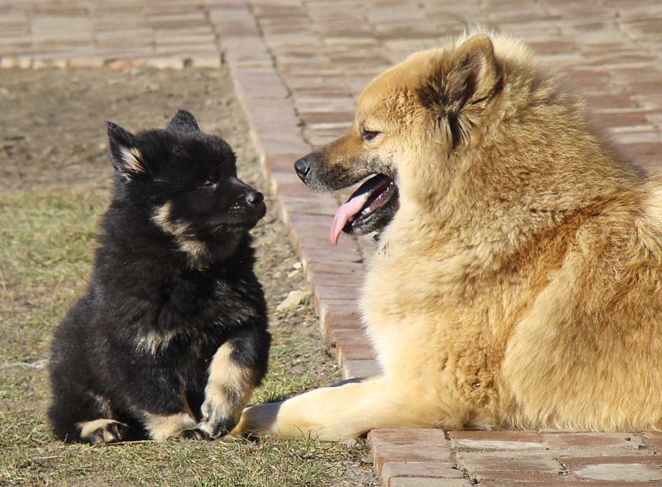 Eurasier - plany hodowlane na jesień/zimę 2025