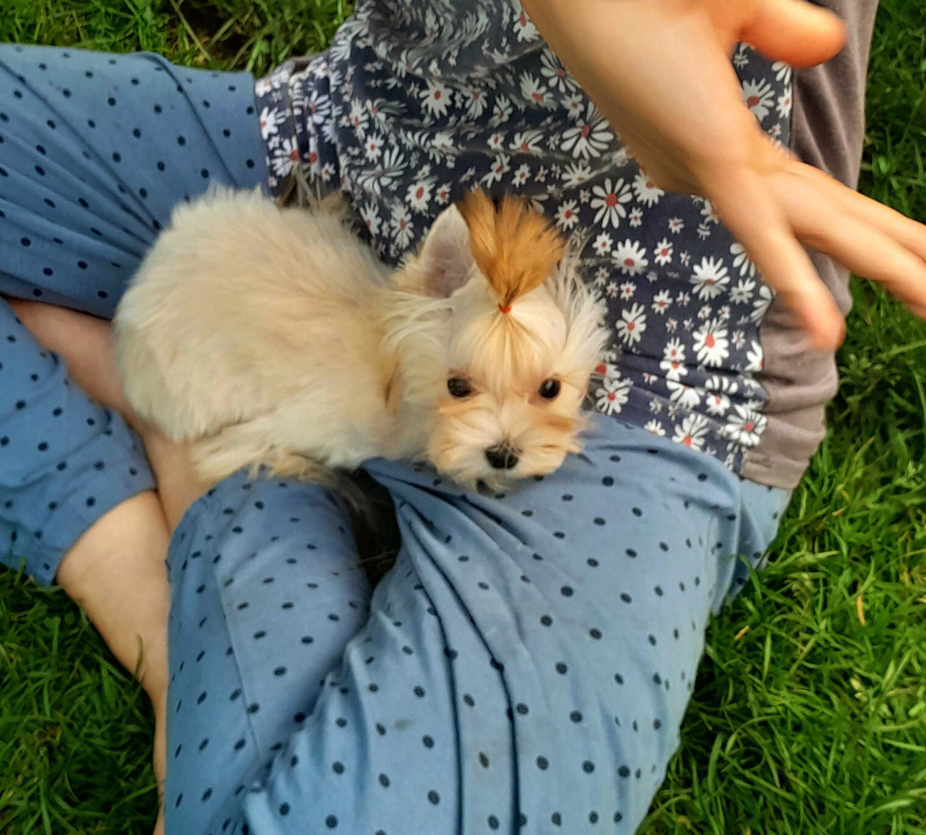 Golddust Yorkshire Terrier śliczna suczka GRACJA