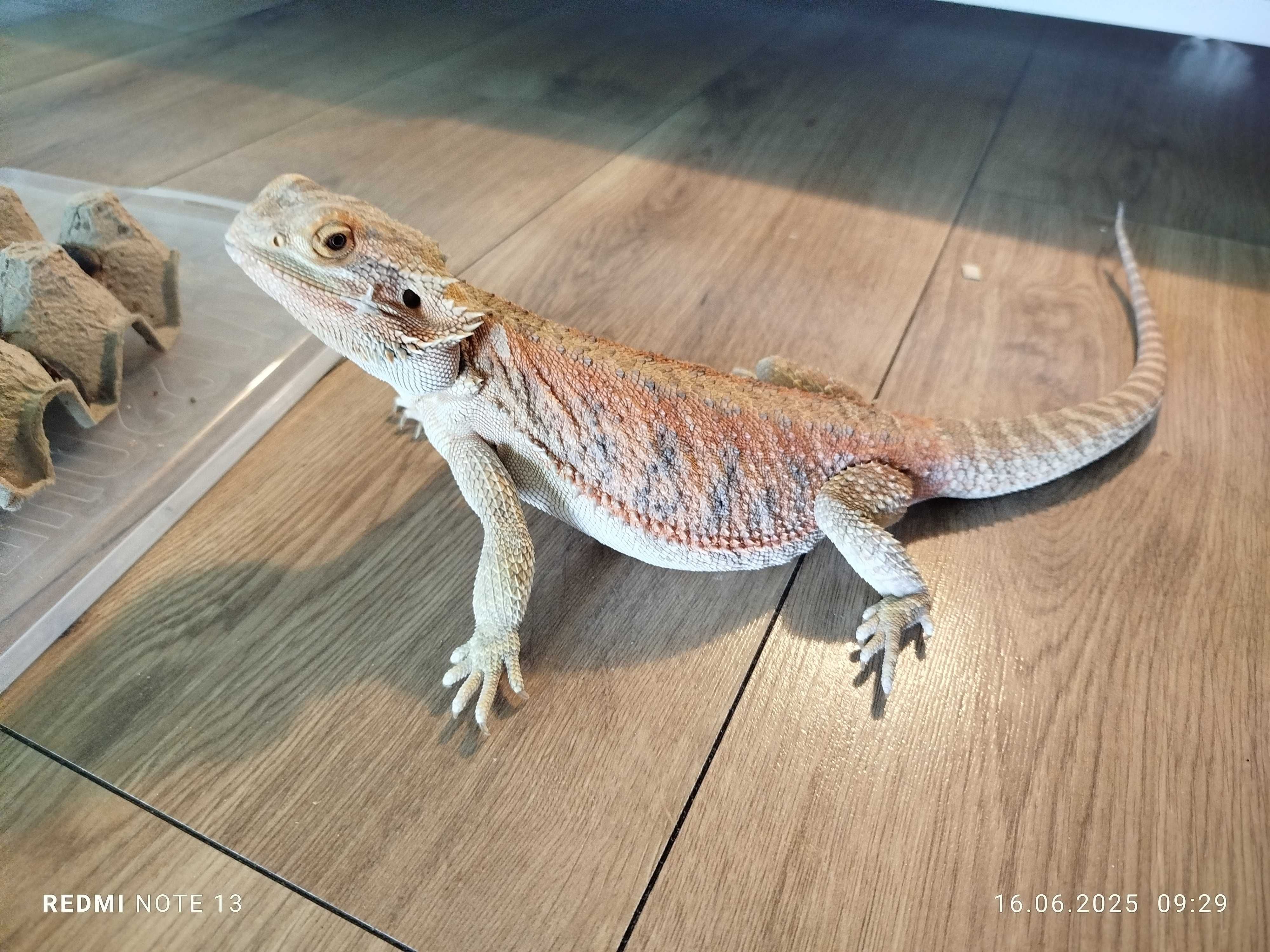 Agama Brodata 3 lata plus terrarium