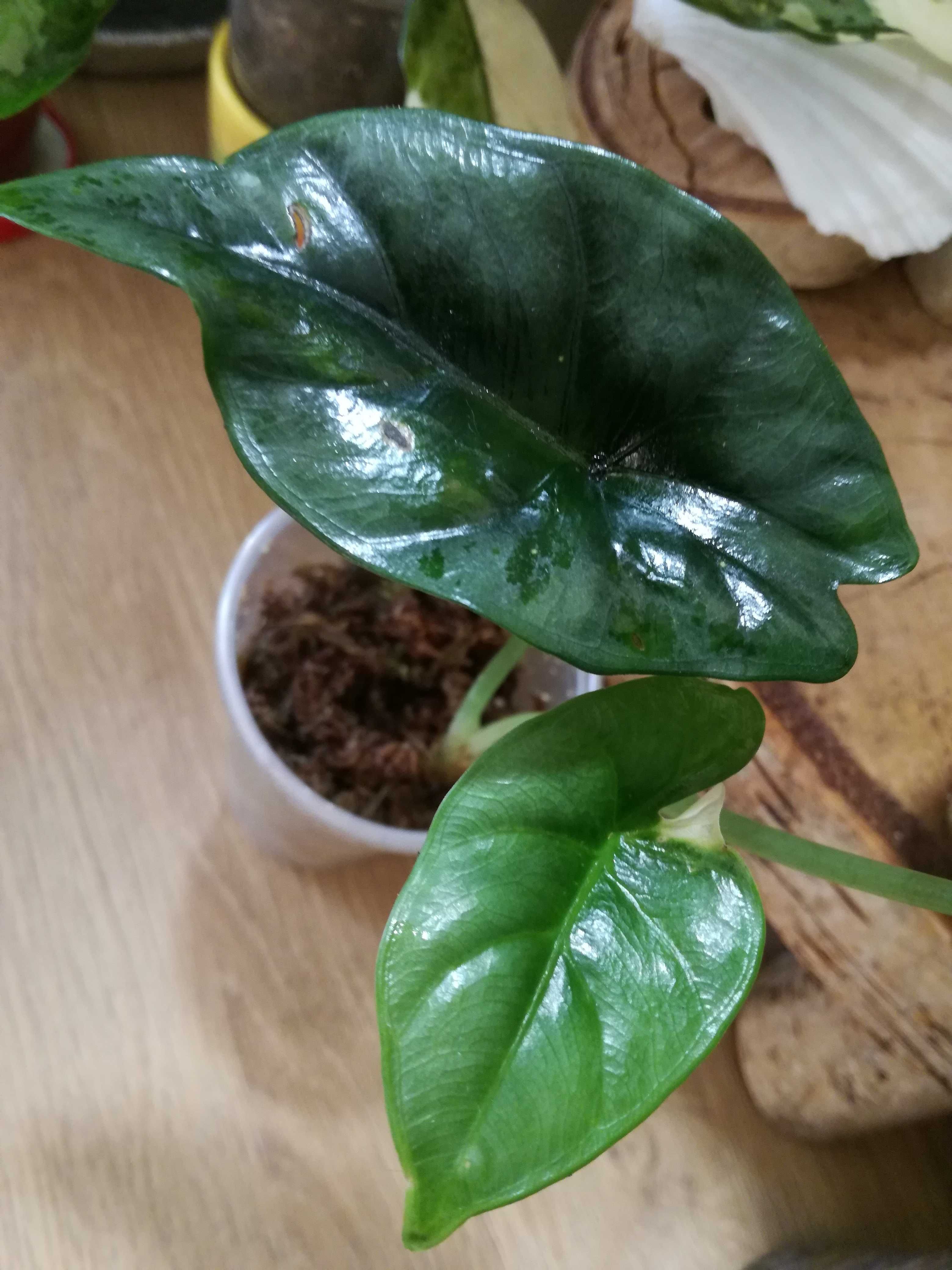 NTERNATIONAL Alocasia Reversa Variegata metal alokazja biała bulba sre