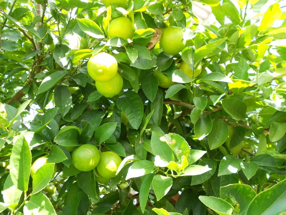 Limas Fruto Tipo Biologicas Entrega