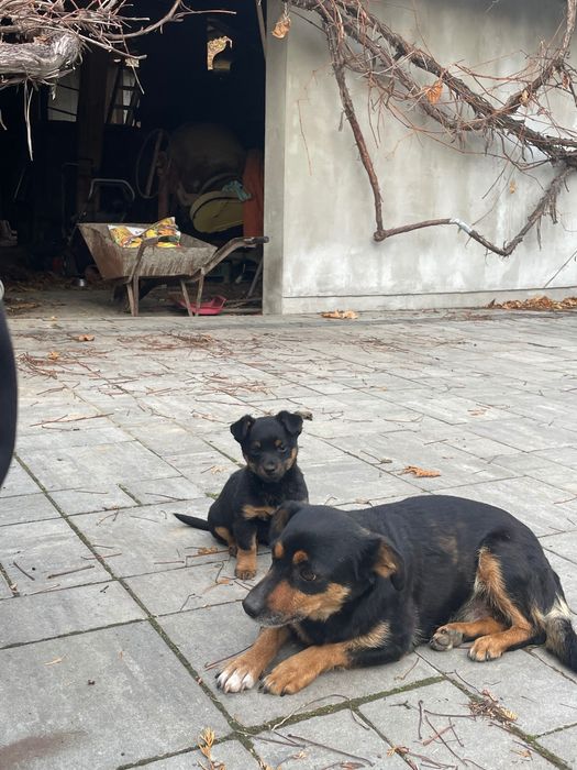 Trzy szczeniaki za darmo