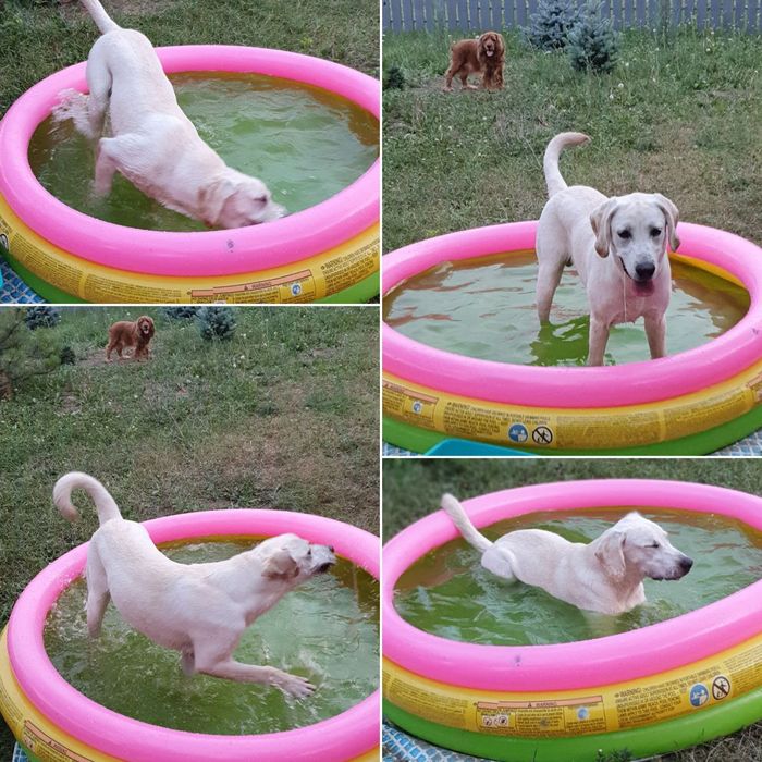 Передержка собак