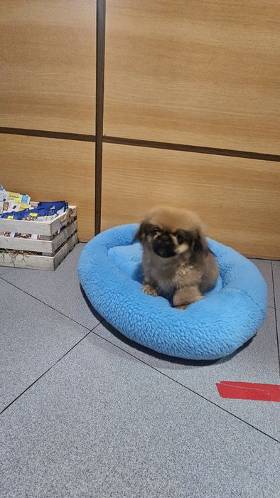 Pequines macho puro