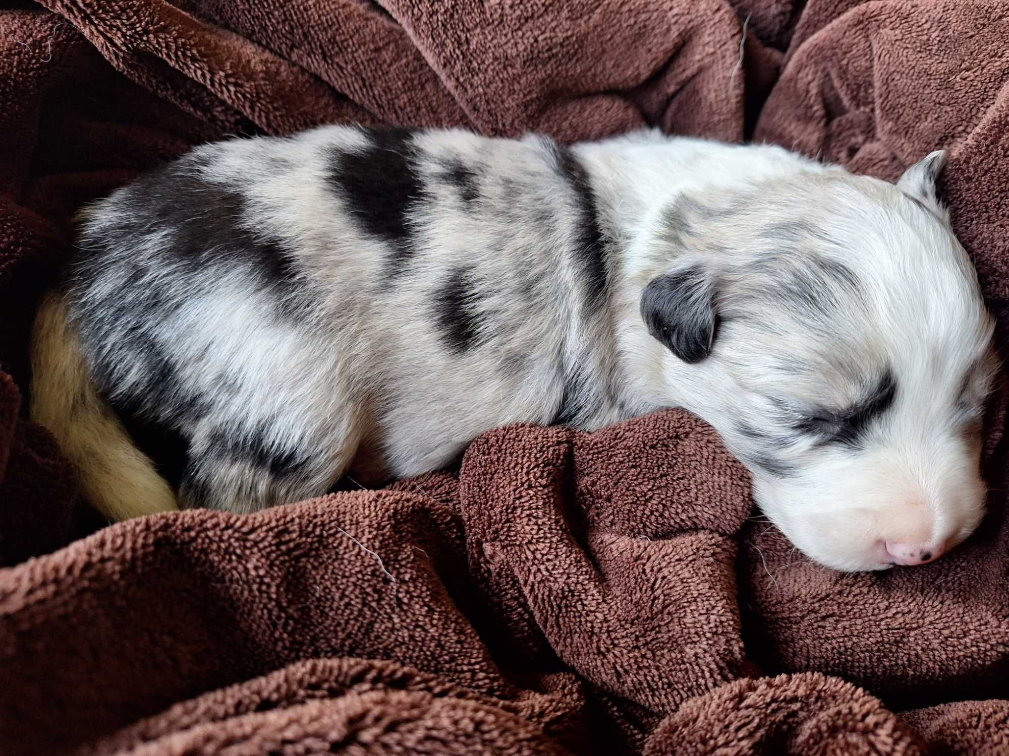 Piesek Border Collie Blue Merle