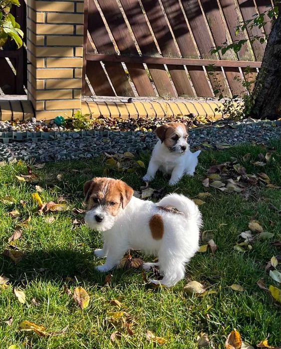 Jack Russell Terrier suczka ZKwP / FCI gotowa do odbioru