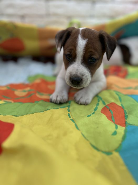 Хлопчата . Джек рассел .