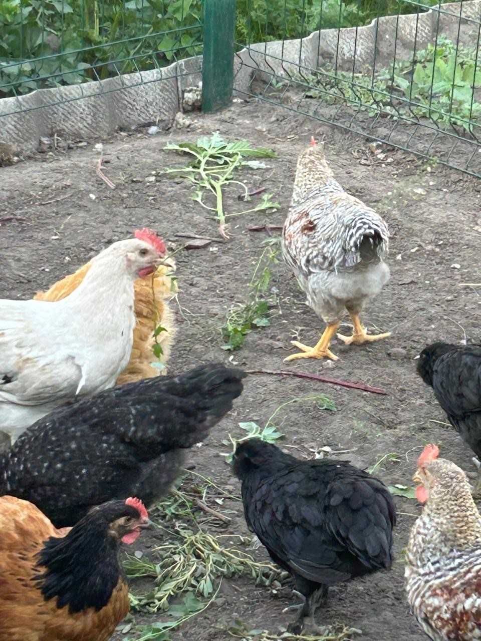 Продам підрощених курчат