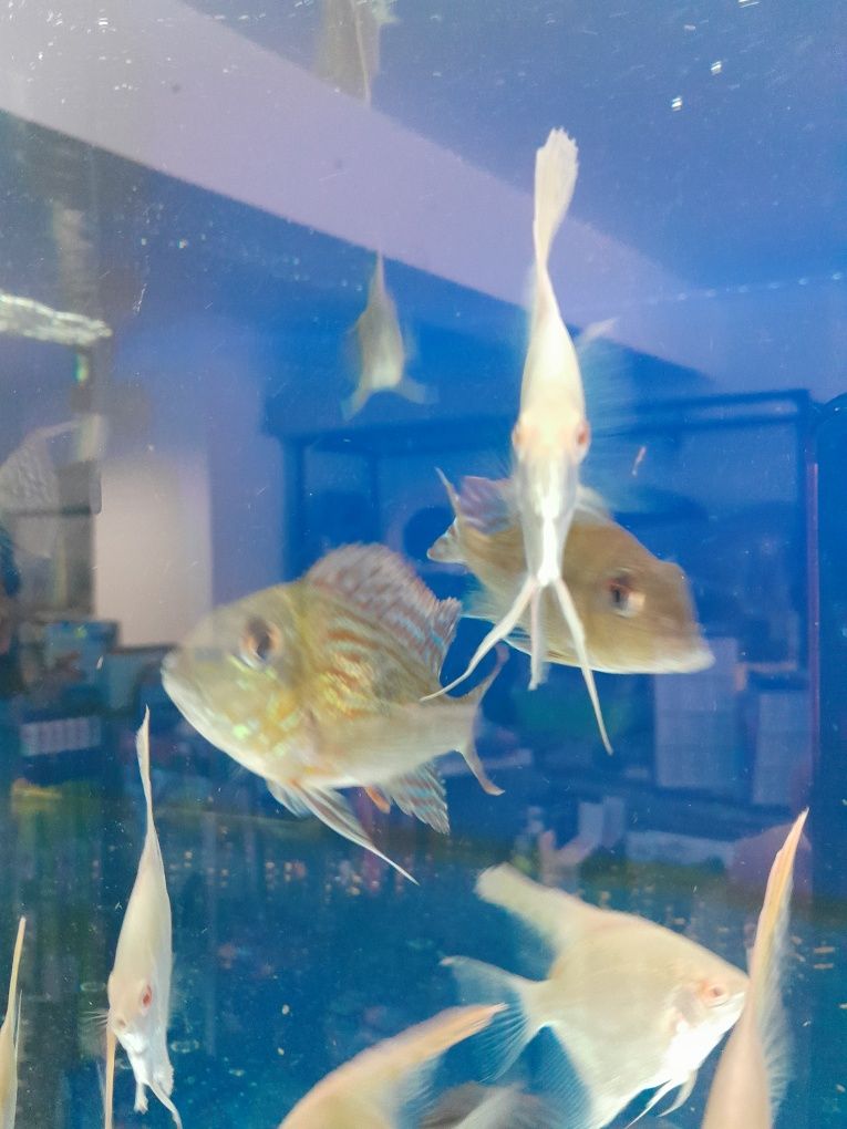 Skalar  pasiak albinos 5-6 cm
