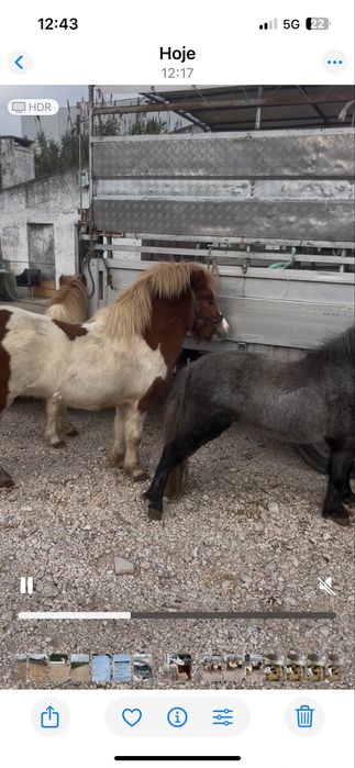 Poneis femeas e machos