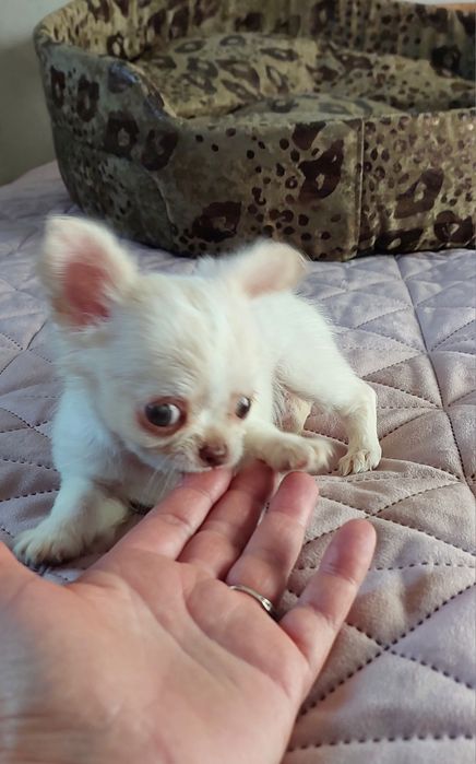 Міні чіхуашечки дівчатка !