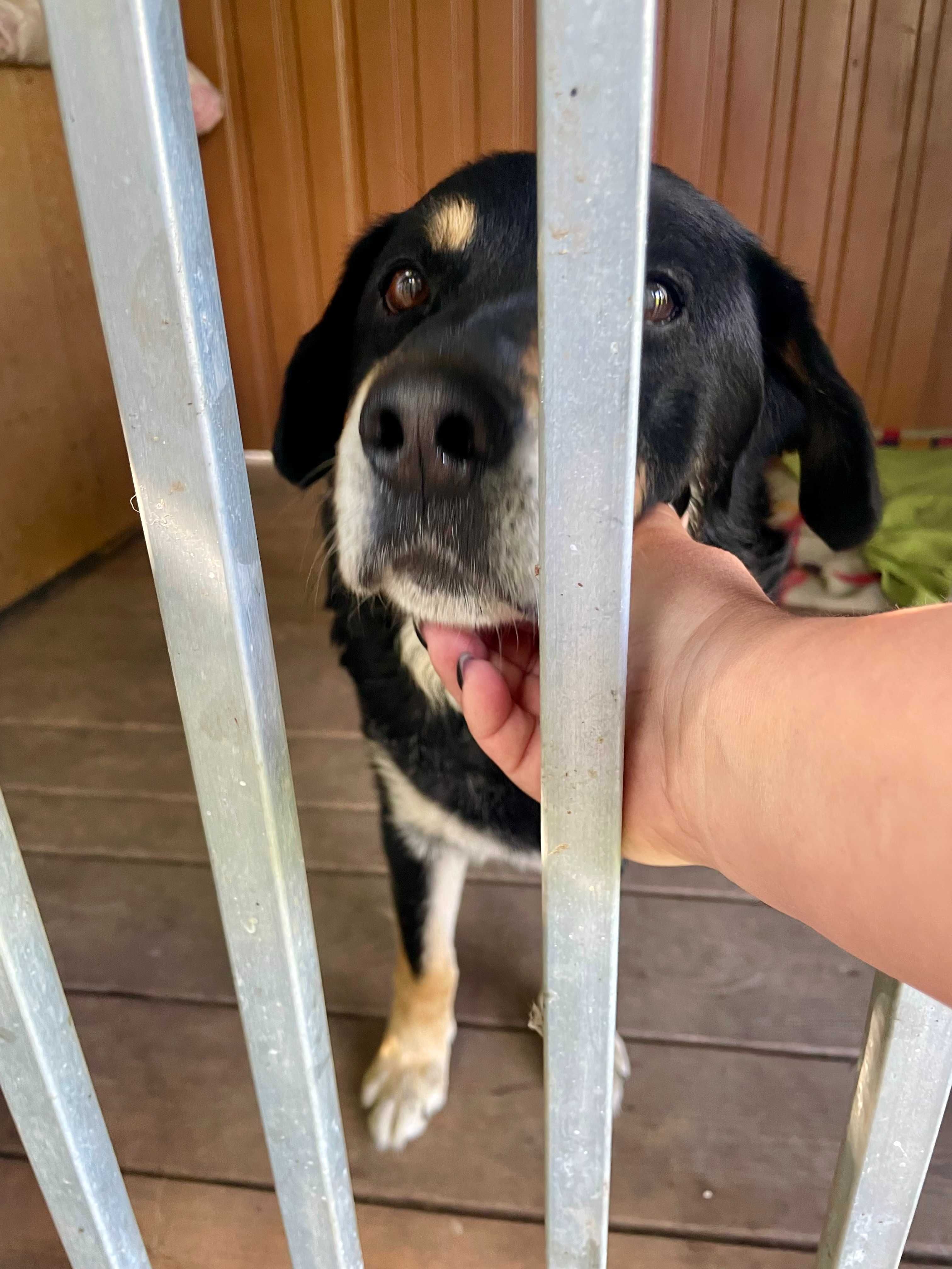 Pies w typie pasterski berneński poleca się do adopcji
