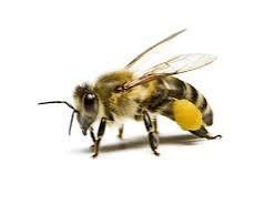 Пчелы РОЙ сниму за вознаграждение солидное и за информацию тоже.