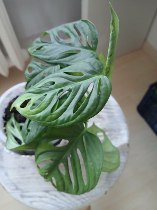 Monstera albo trzykrotka