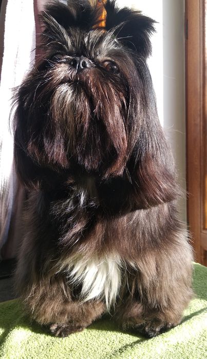 Suczka Shih tzu z rodowodem