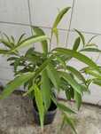 Pessegueiro platerina