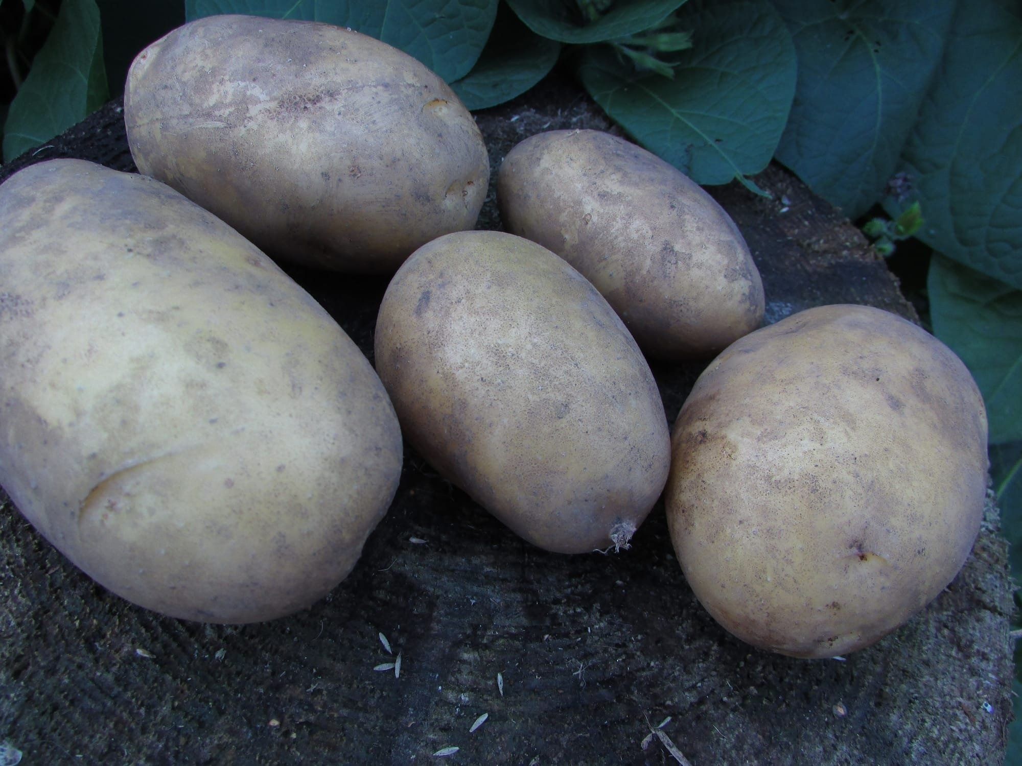Саншайн картопля