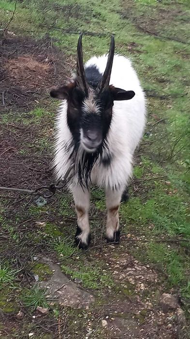 Cabrito anã bom para cobrição