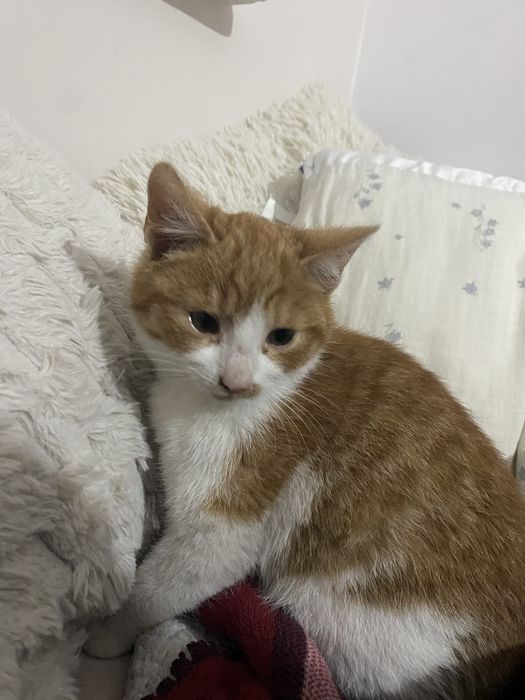 Oddam małe kotki w dobre ręce!!!