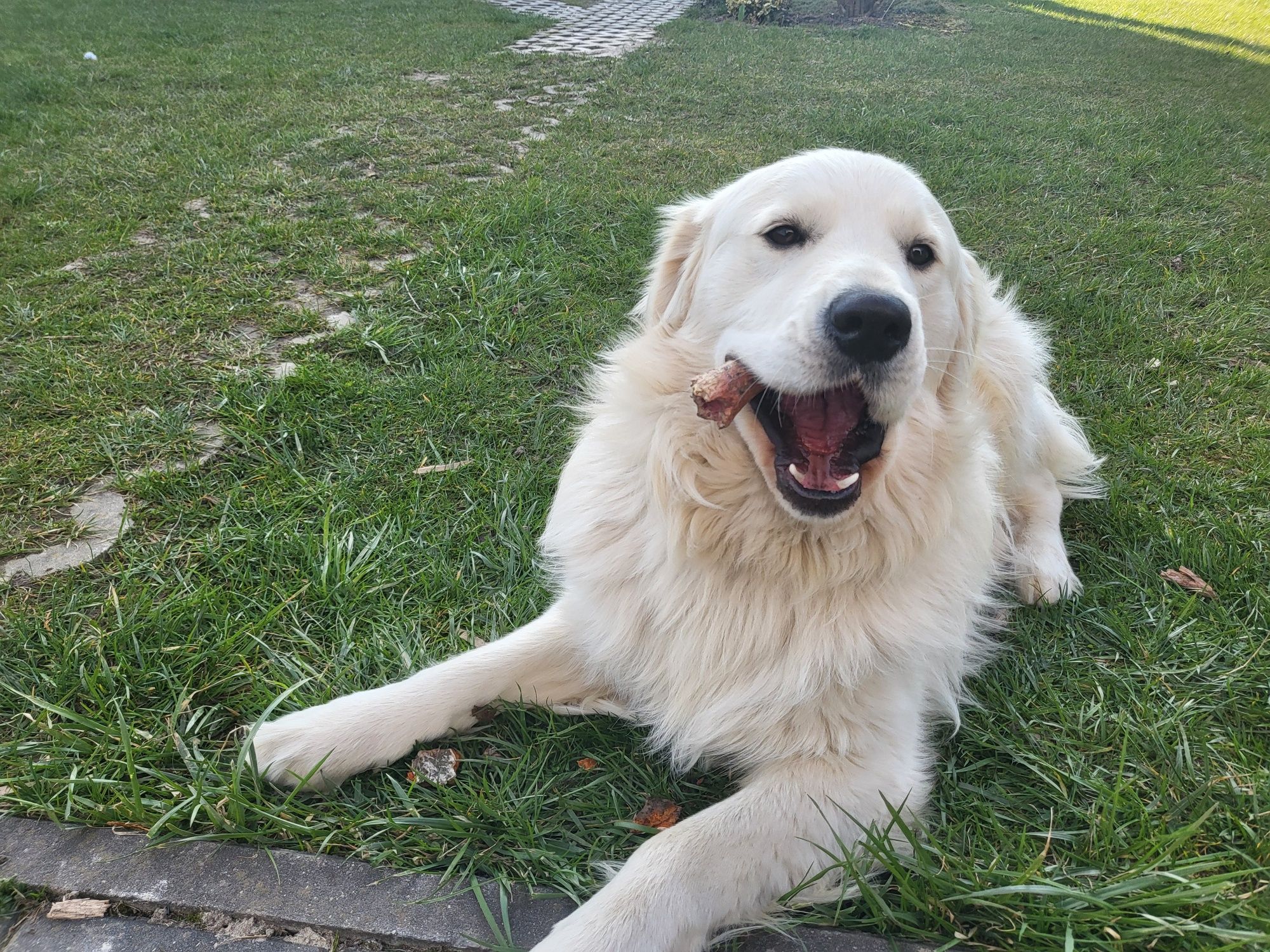 Śliczny 11 miesieczny golden retriever