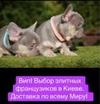 Питомник! Большой выбор щенков французского бульдога