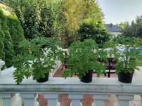 Geranium-Anginka -Anginowiec-zestaw *2