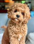 Maltipoo suczka super socjalizowana.