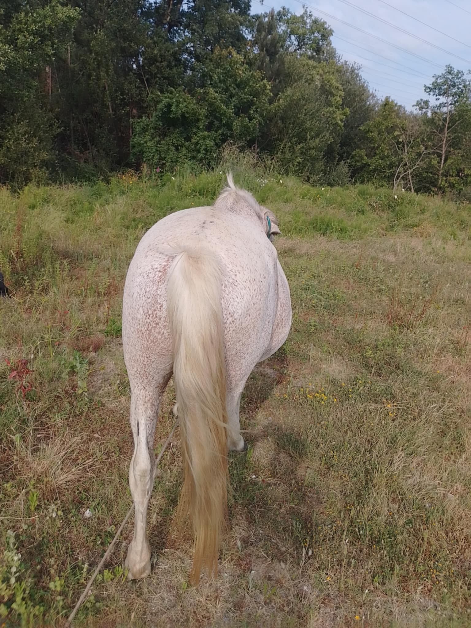 Égua Lusitana prenha