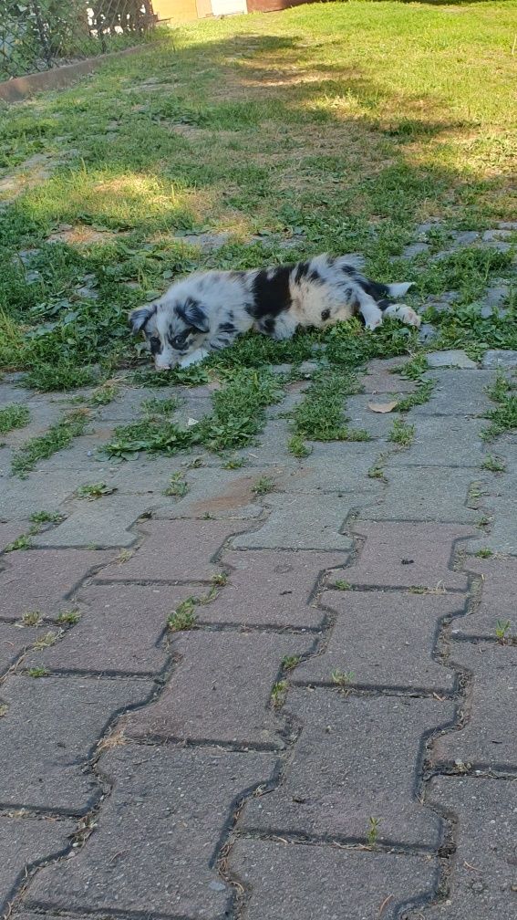 Border Collie szczeniak