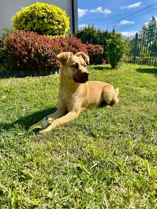 Oddam za darmo szczenię labradora