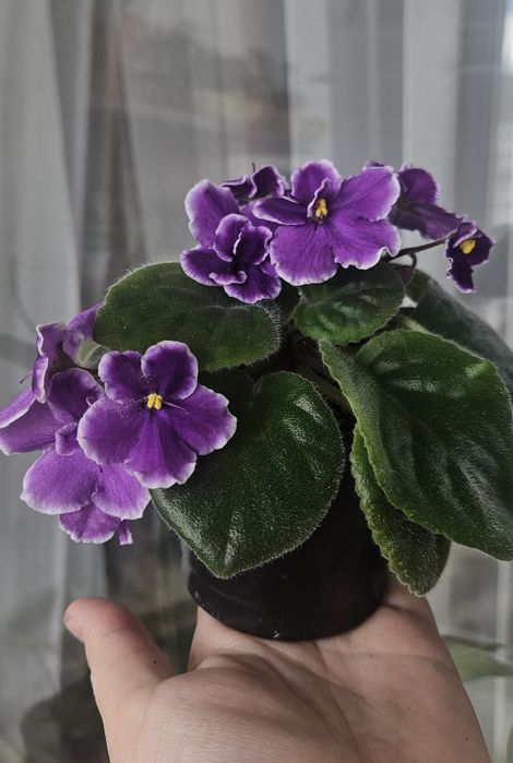 Фіалки, ціна за рослину на фото