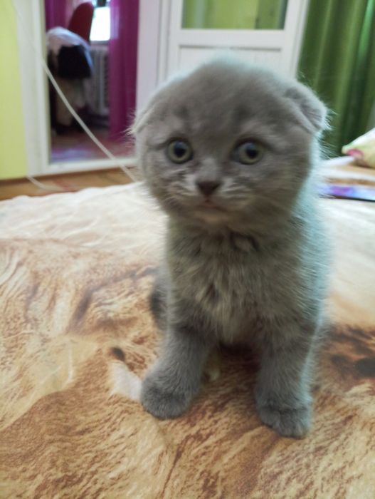 Продам веслоухих котят