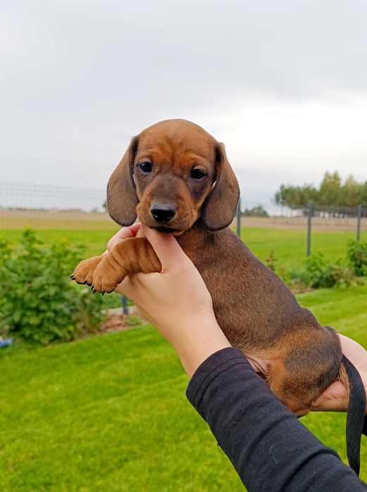 Jamnik miniaturowy FCI