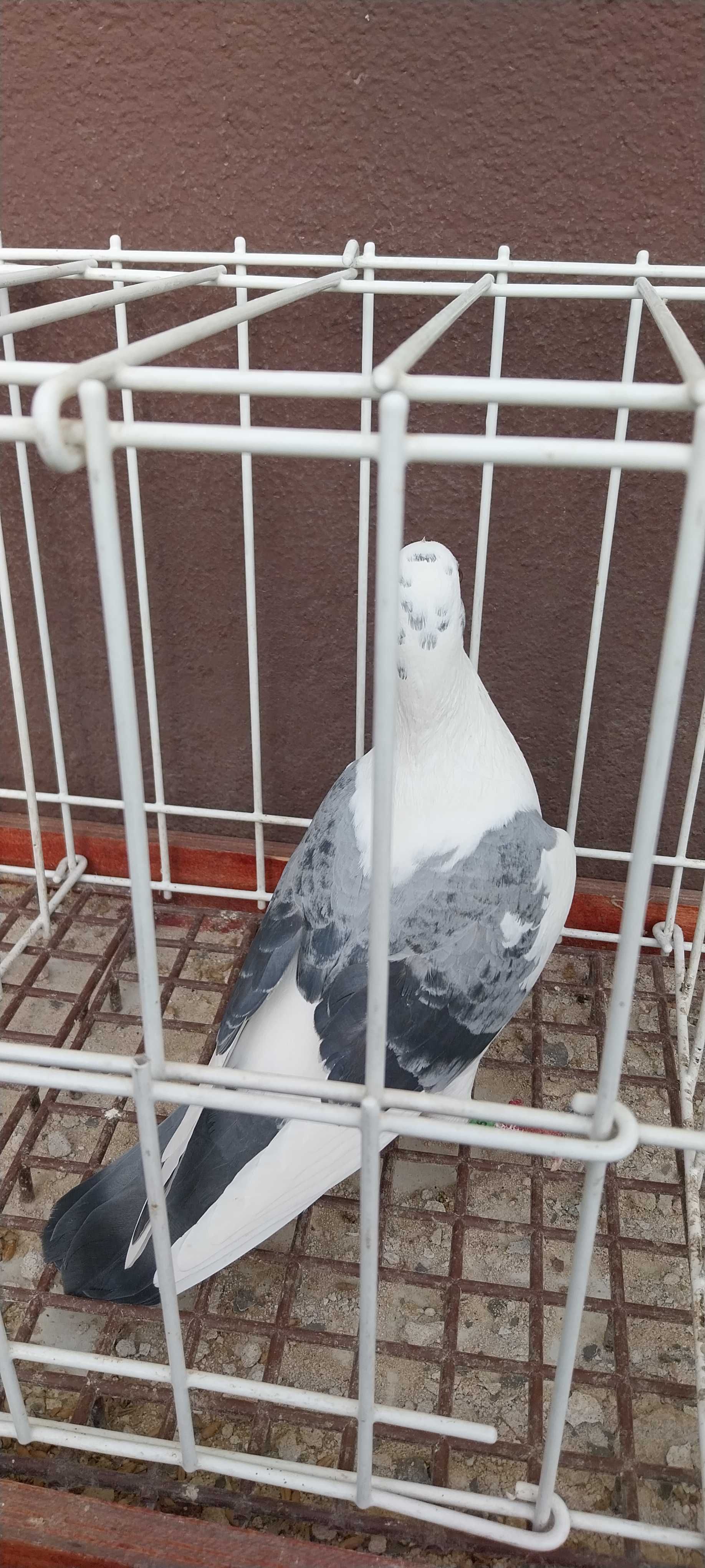 Pocztowy pocztowe samica