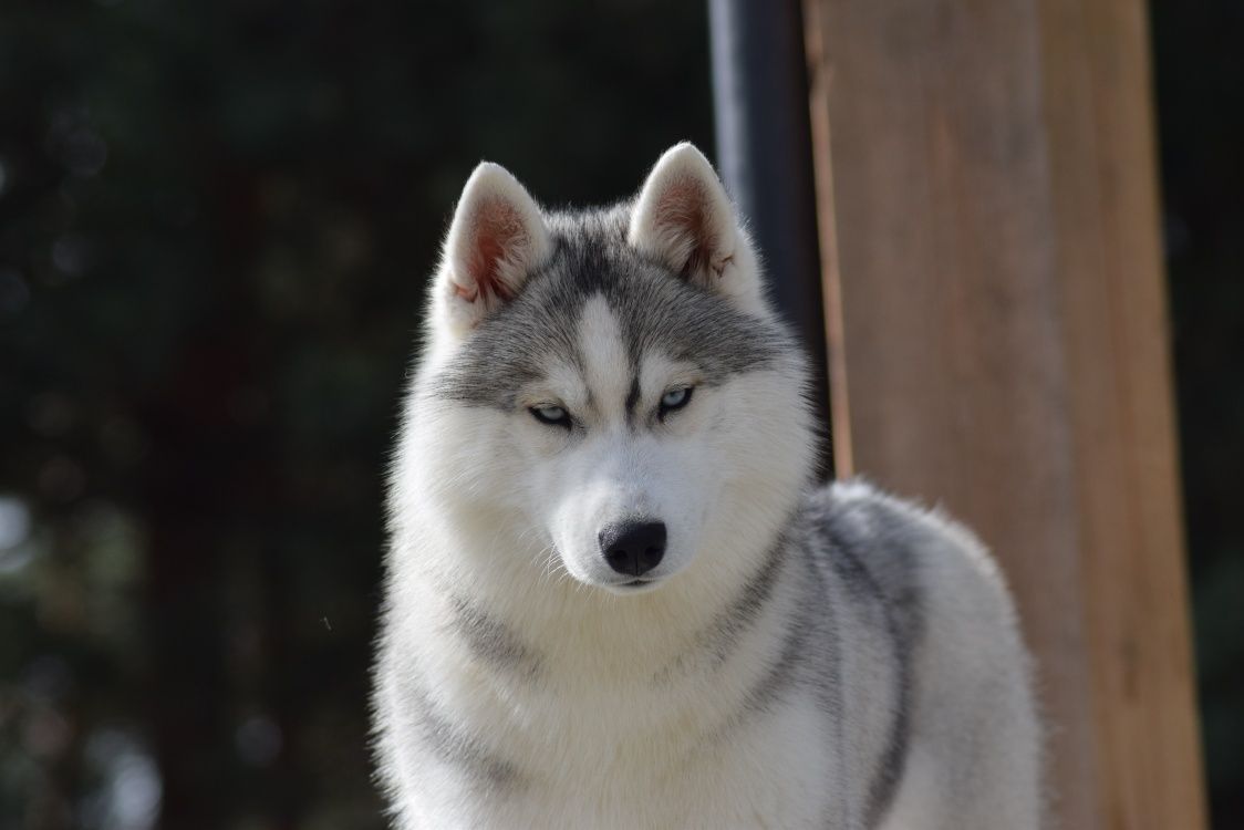 Suczka siberian husky z rodowodem fci