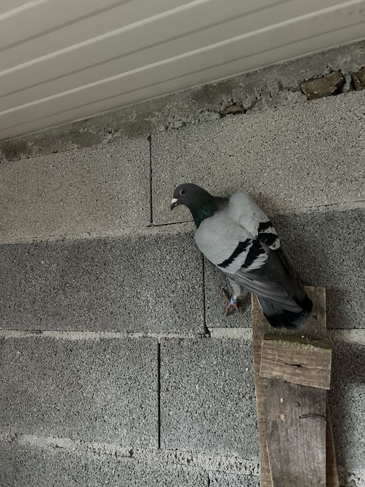 Vendo pombos correios de 2025