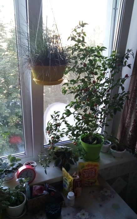 Продам семена комнатного перца