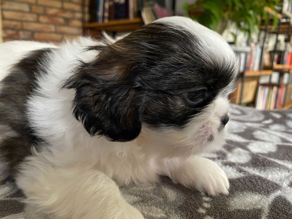 Szczeniak dziewczynka Shih Tzu z rodowodem suczka