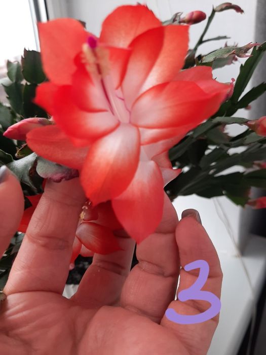 Квіти, шлюмбергера, різдвяник