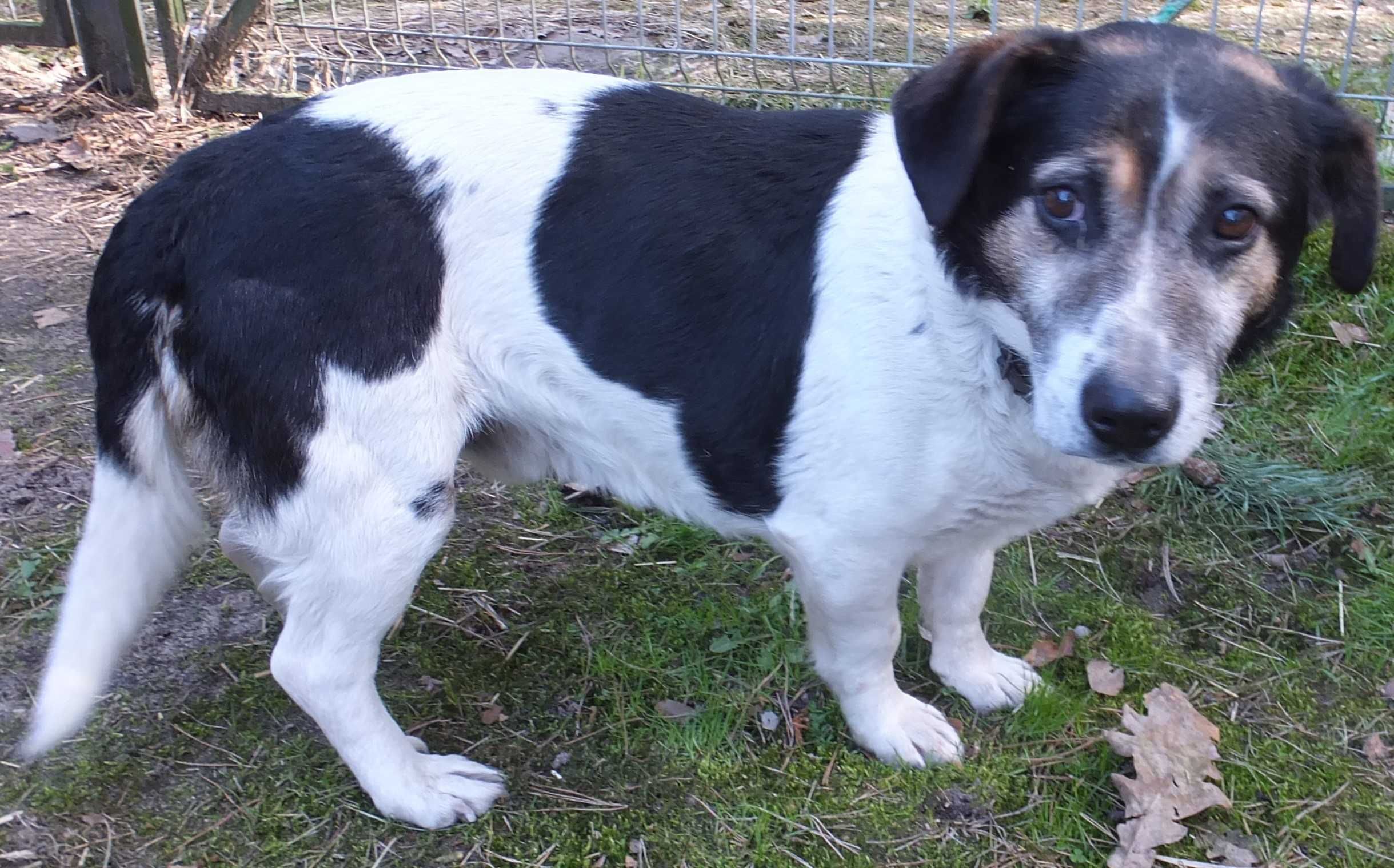 Mrówek pies biały w łaty na niskich łapach do adopcji
