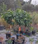 LARANJEIRAS (Citrus Sinensis)