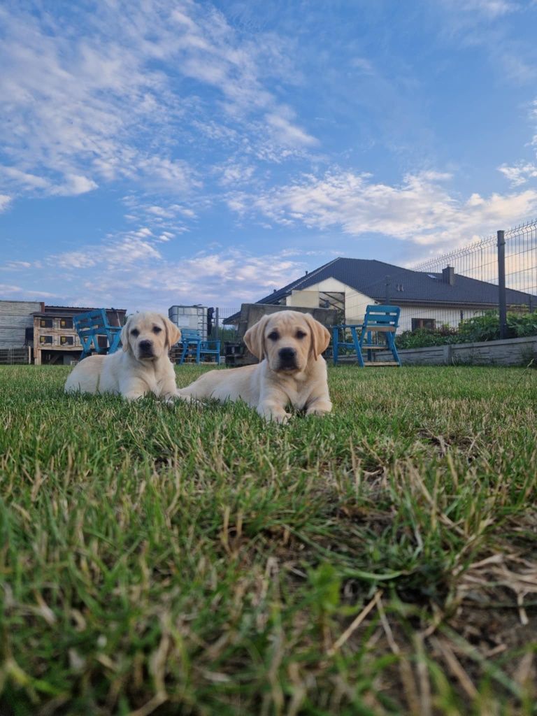 Suczka suka pies szczeniak  labrador biszkoptowy