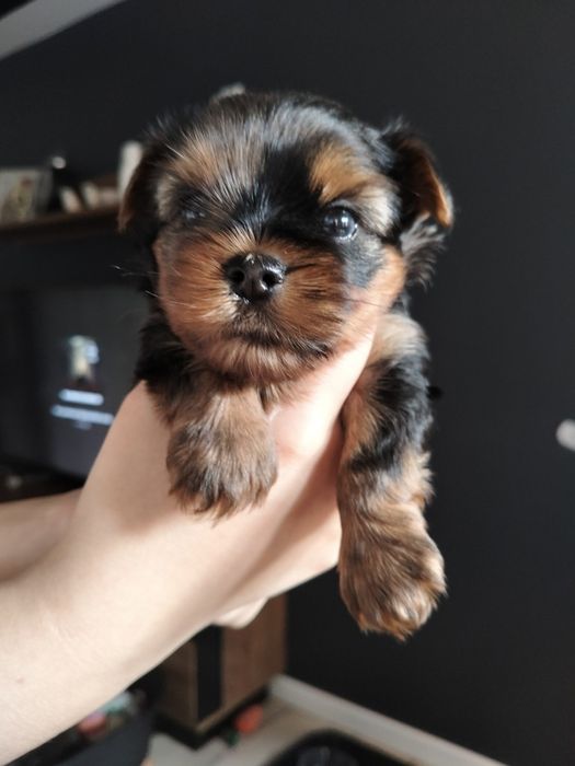 Yorkshire terrier