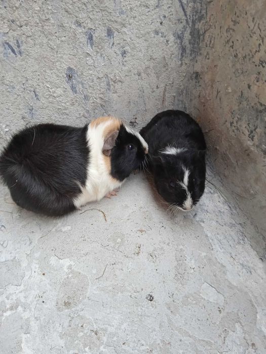 Świnki morskie  młode