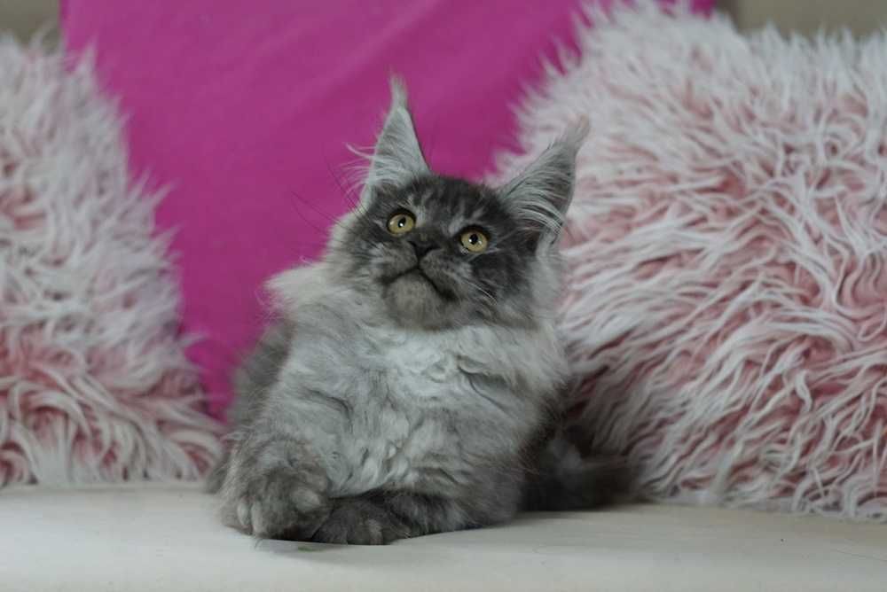 Kocurek maine coon