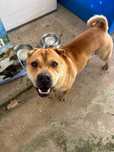 Cadela da raça Shar-Pei