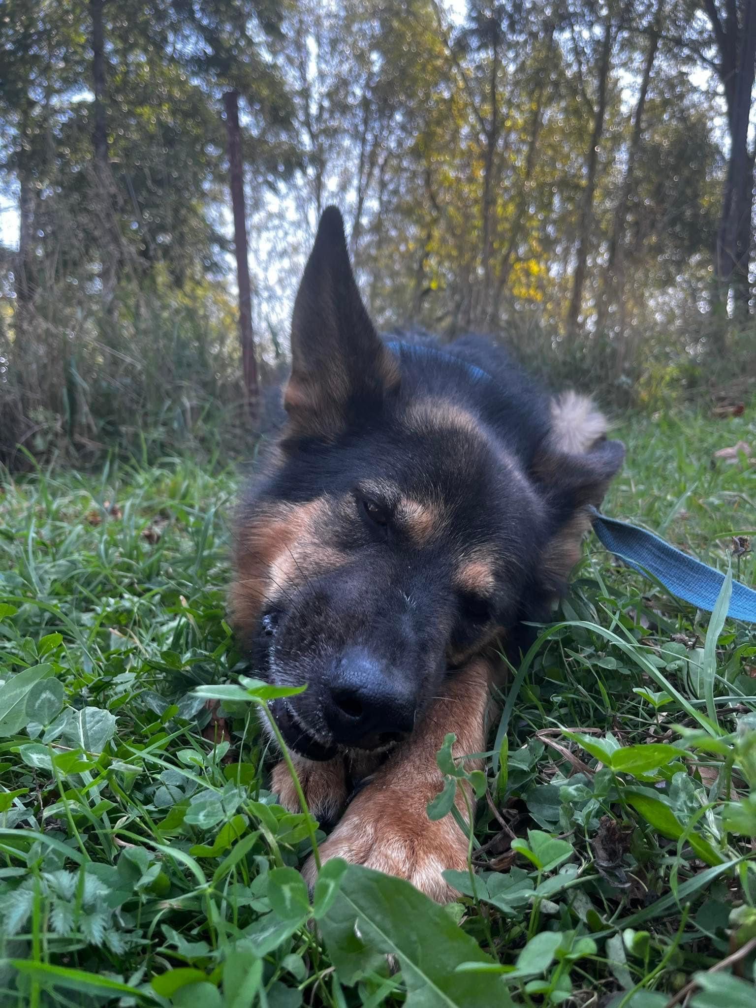 Owczarek niemiecki do adopcji!