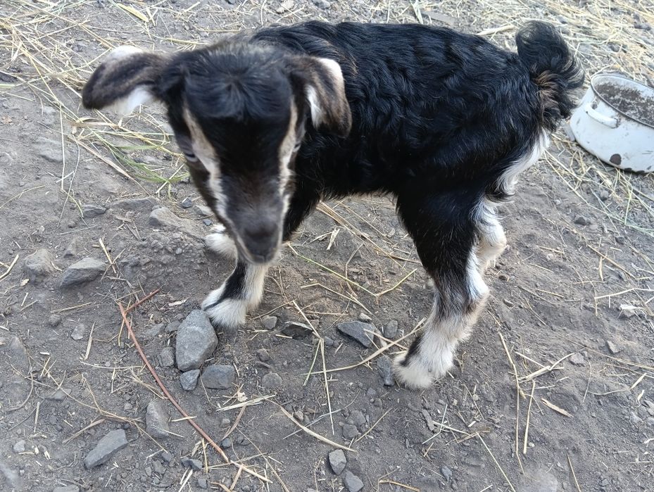 Продам козлика  с под хорошей козы