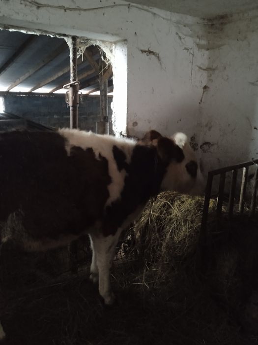 Sprzedam młodą jałówkę